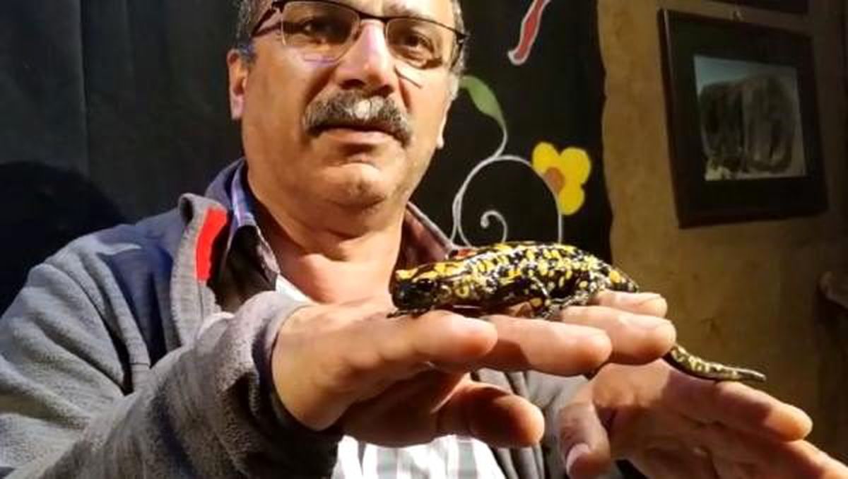 Anadolu benekli semenderi, Kemaliye\'nin simgesi oldu