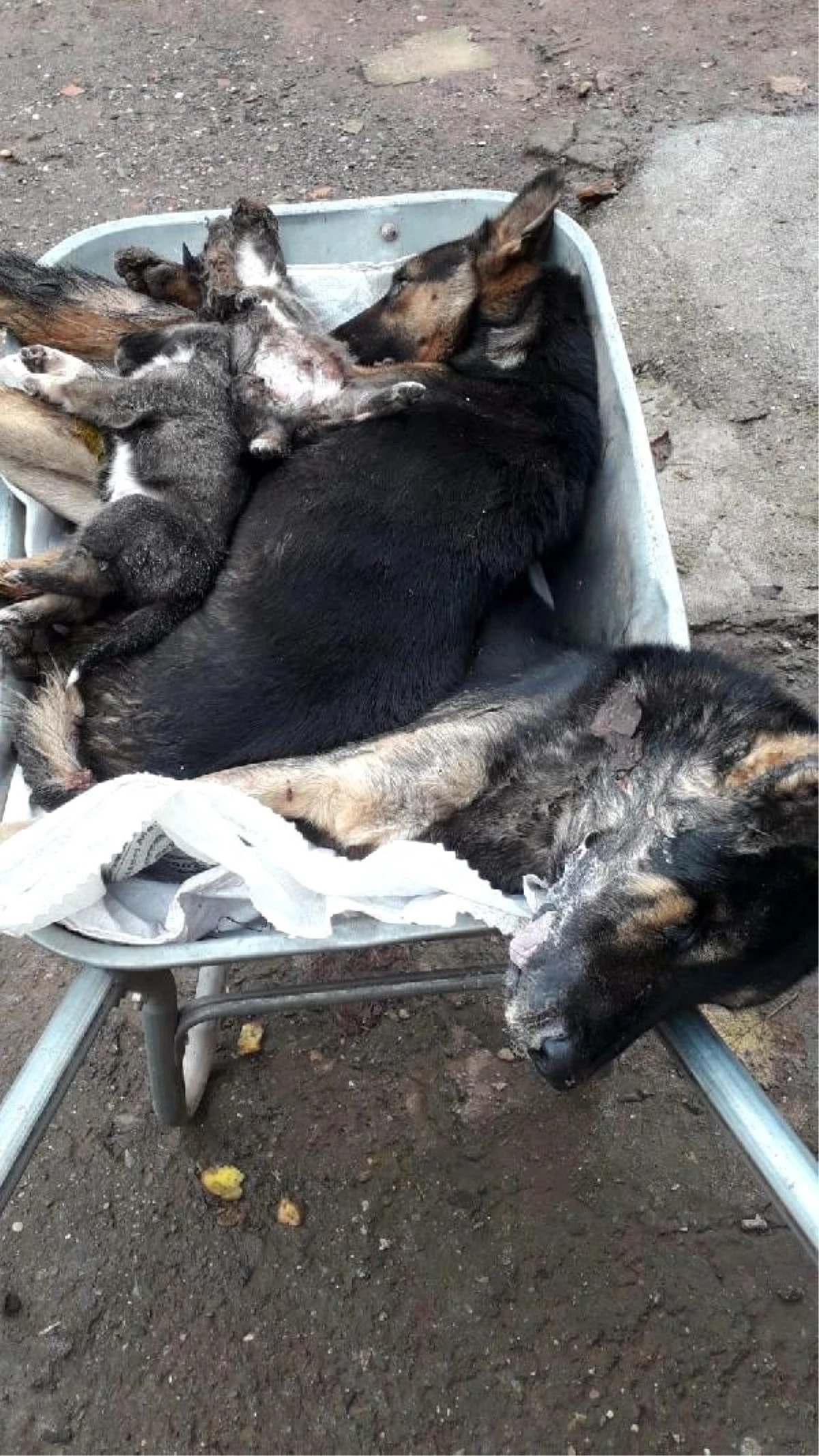 Bartın\'da 6 köpek ölü bulundu