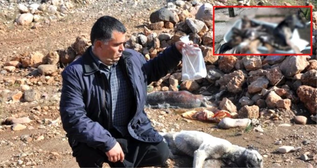 Bartın ve Gaziantep\'te 7 köpek zehirlenerek telef edildi
