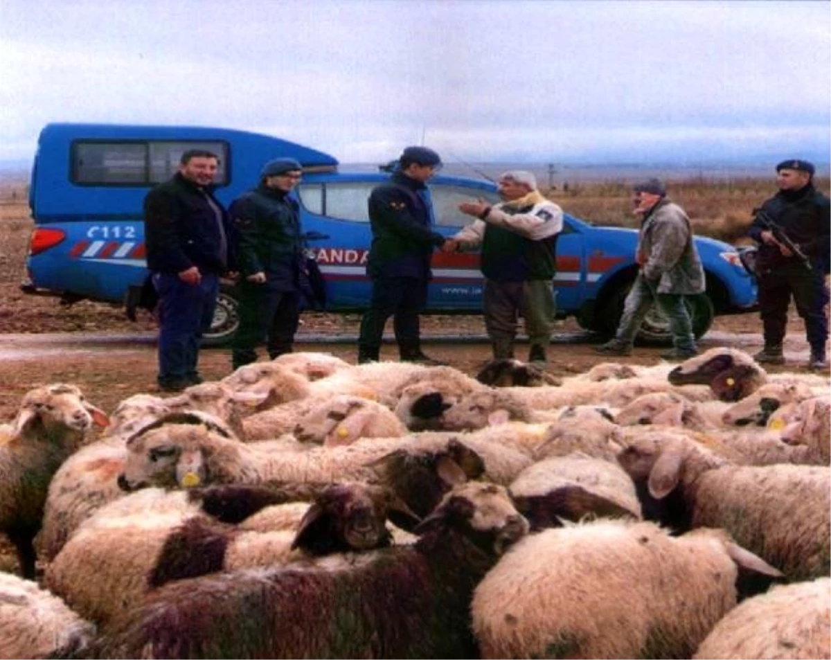 \'Firar eden\' koyunlar drone ile bulundu
