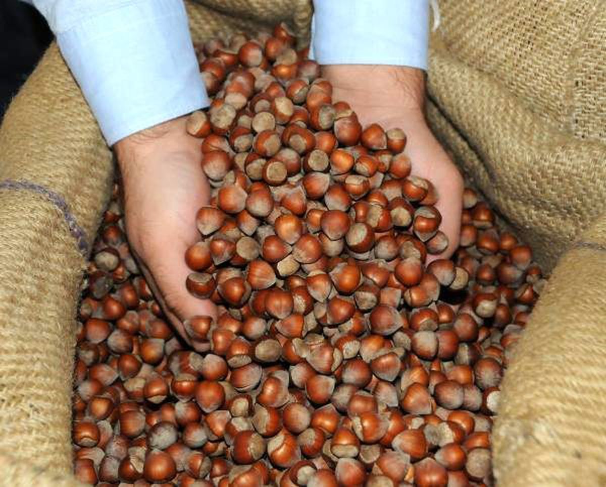 Gıda ve tarım ithalatında buğday, ihracatta fındık öne çıktı