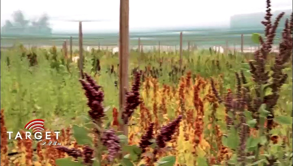 İklim değişikliği ve küresel ısınma: Zor şartlarda yetişebilen alternatif mahsuller aranıyor