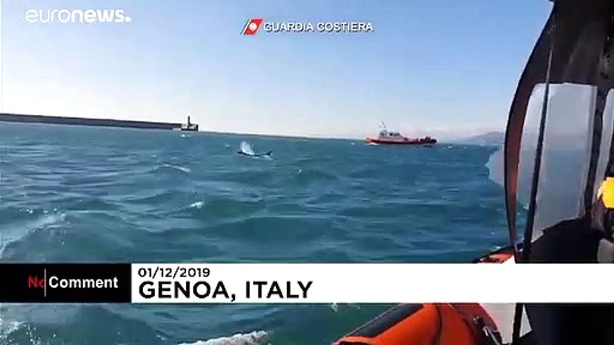 İtalya sahillerinden geçen katil balinalar görenleri şaşırttı