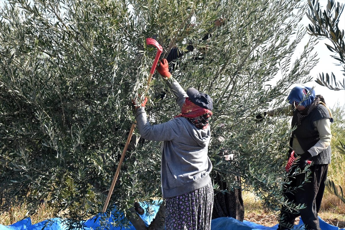 Kahta\'da zeytin hasadına başlandı