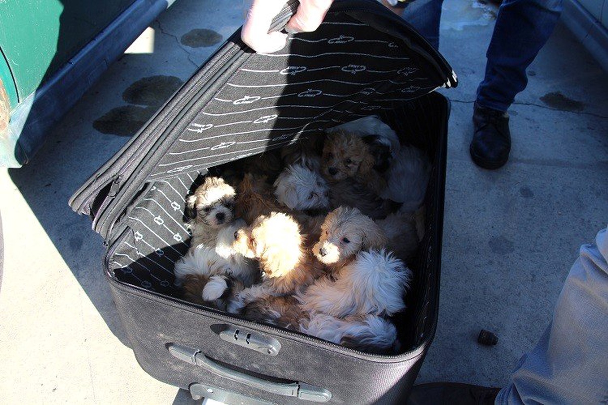 Kapıkule\'de yolcu valizinden 14 köpek yavrusu çıktı