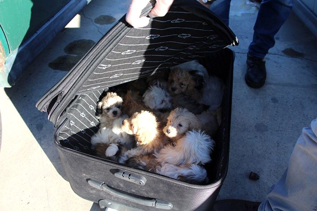 Kapıkule\'de yolcu valizinden 14 köpek yavrusu çıktı
