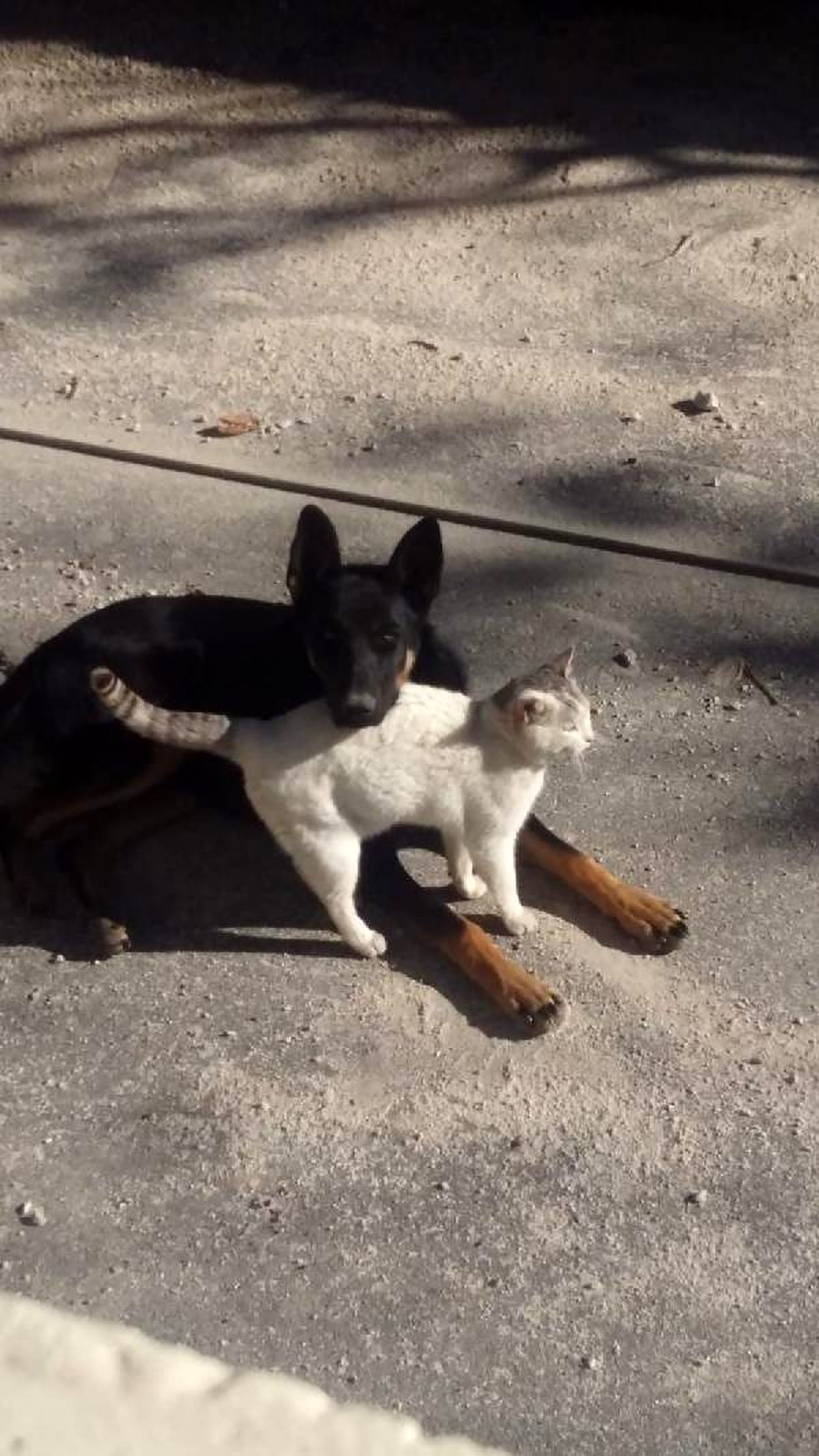 Köpek ve kedinin dostluğu