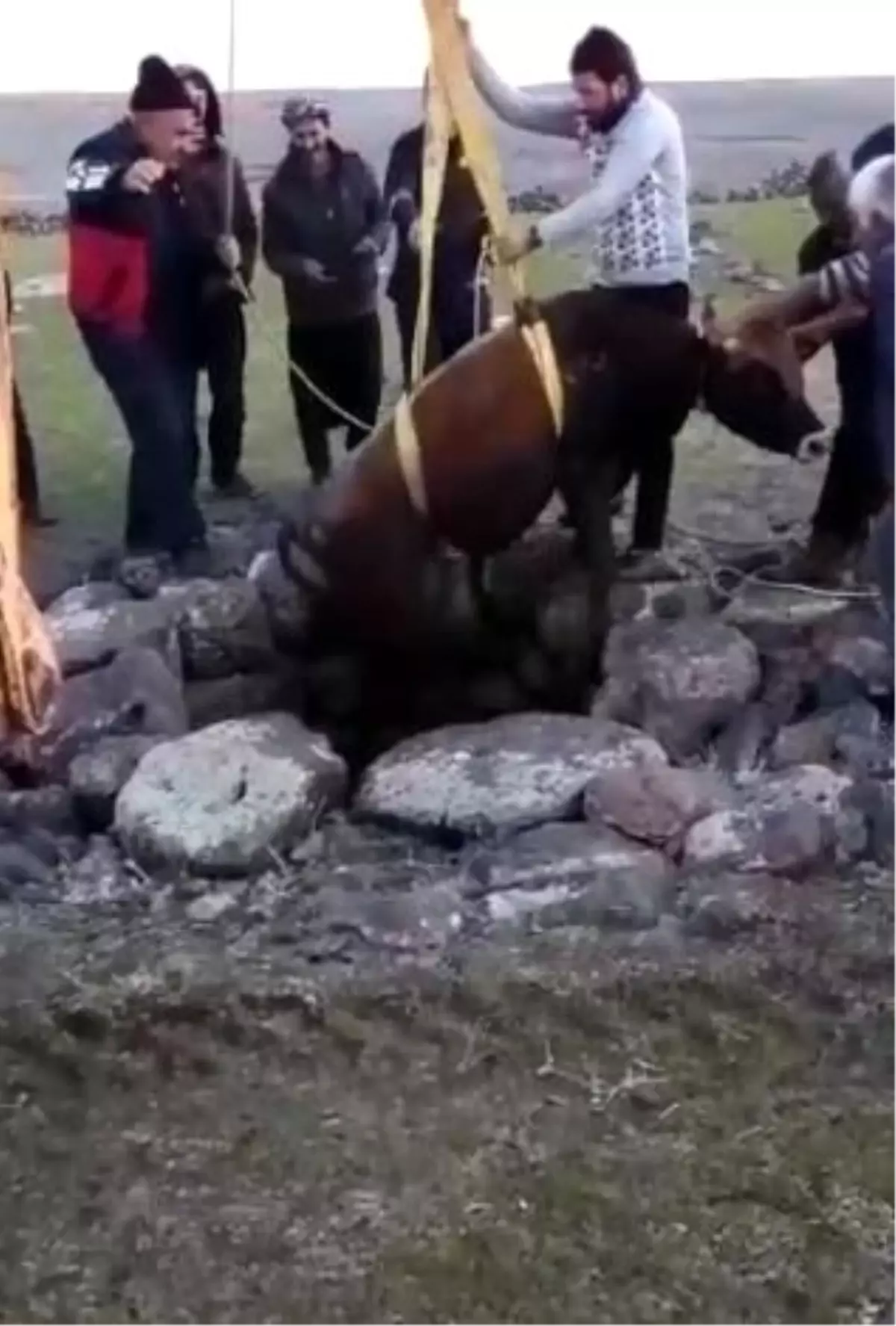 Kuyuya düşen boğa için seferber oldular