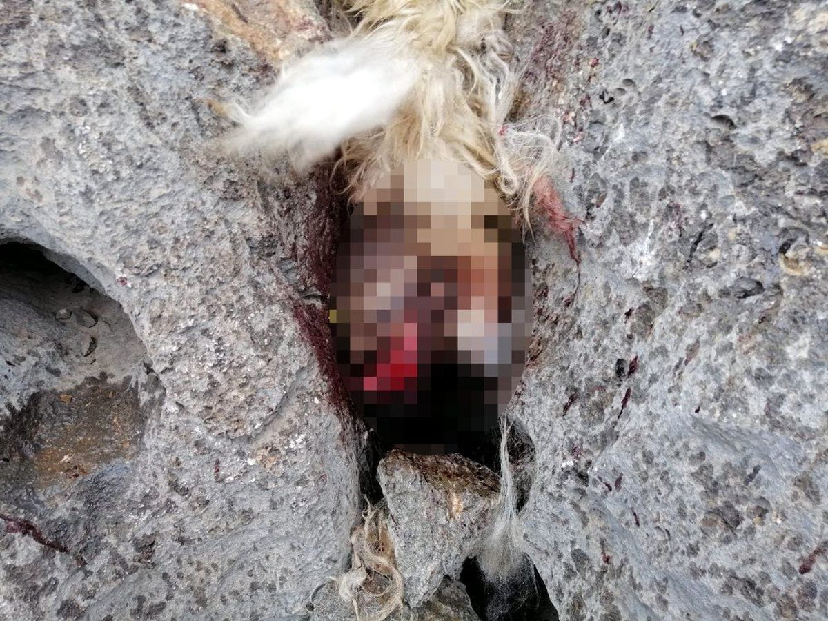 Sürüden ayrılan koyunları kurt kaptı