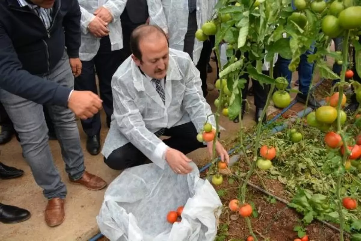 Vali Pehlivan: Habur Sınır Kapısı\'ndan ihracat yüzde 30 arttı