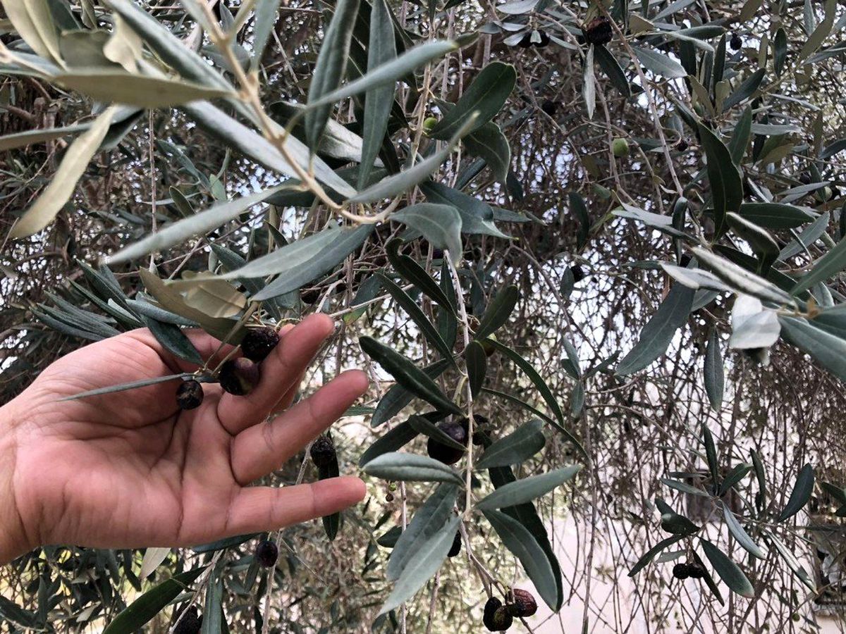 Yağlık zeytinde hasat mesaisi