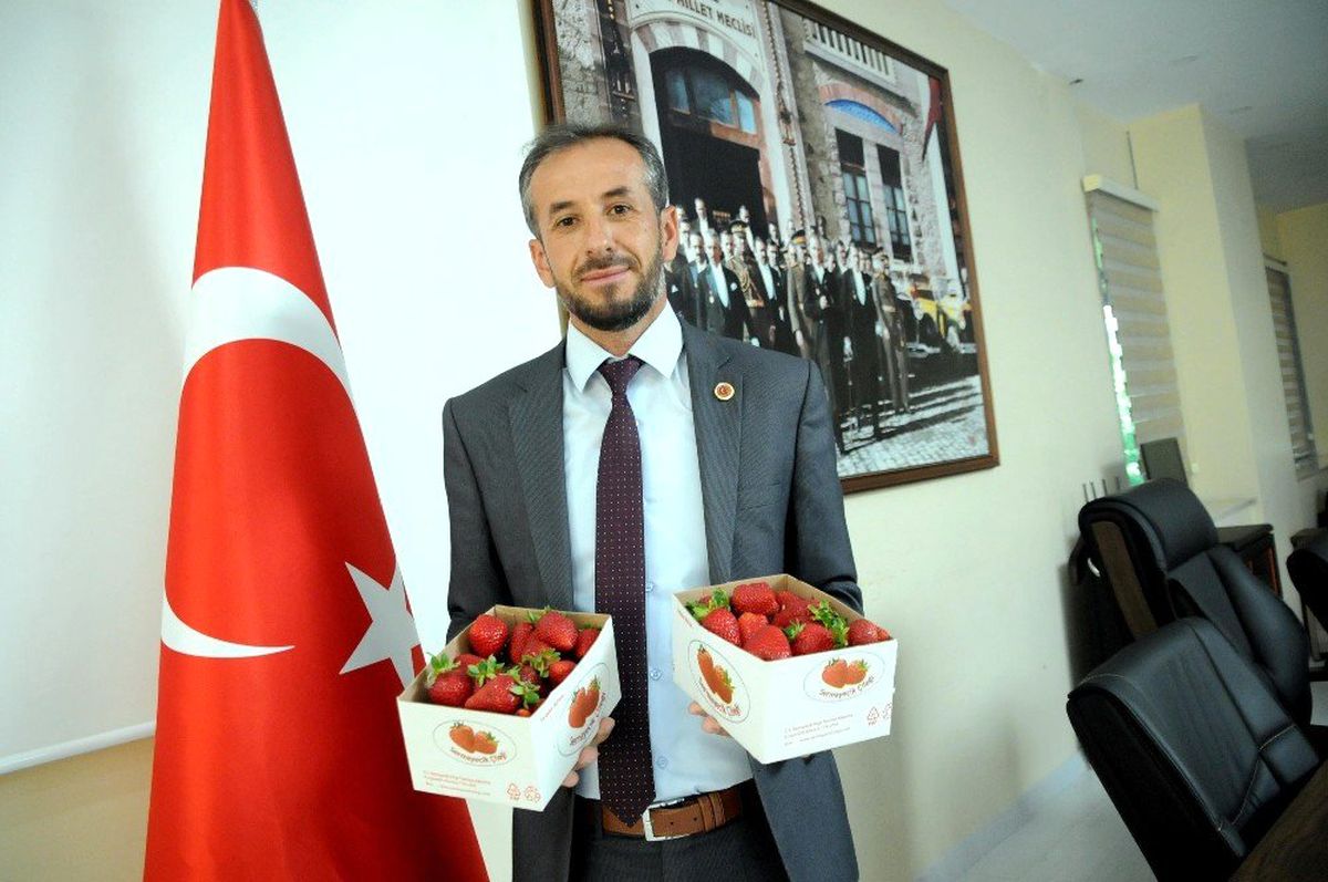 Yalova\'da çilekte 500 tonluk rekolte