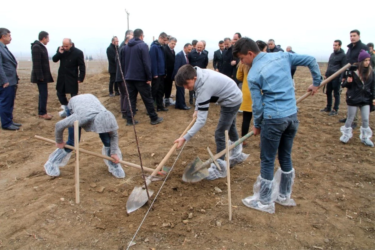 \'Amasya Misket Elması Gen Bahçesi Uygulama Alanı\'na ilk fidanlar dikildi