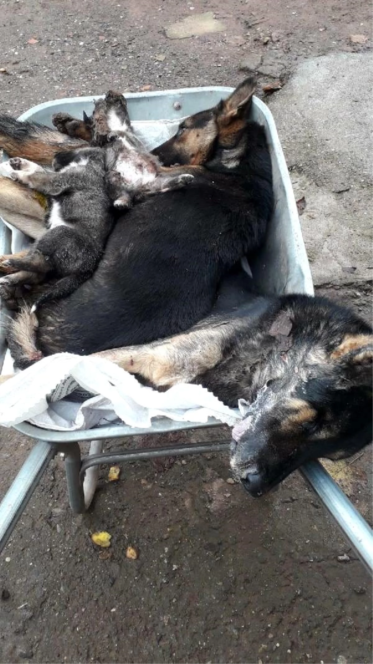 Bartın\'da 6 köpeğin ölümüyle ilgili inceleme başlatıldı