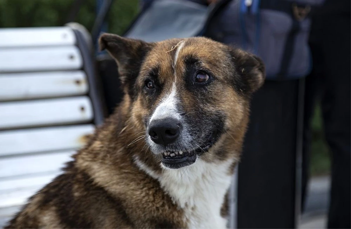 Ölen sahibinin dönmesini 9 yıl bekleyen köpek: Kırım\'ın Haçiko\'su