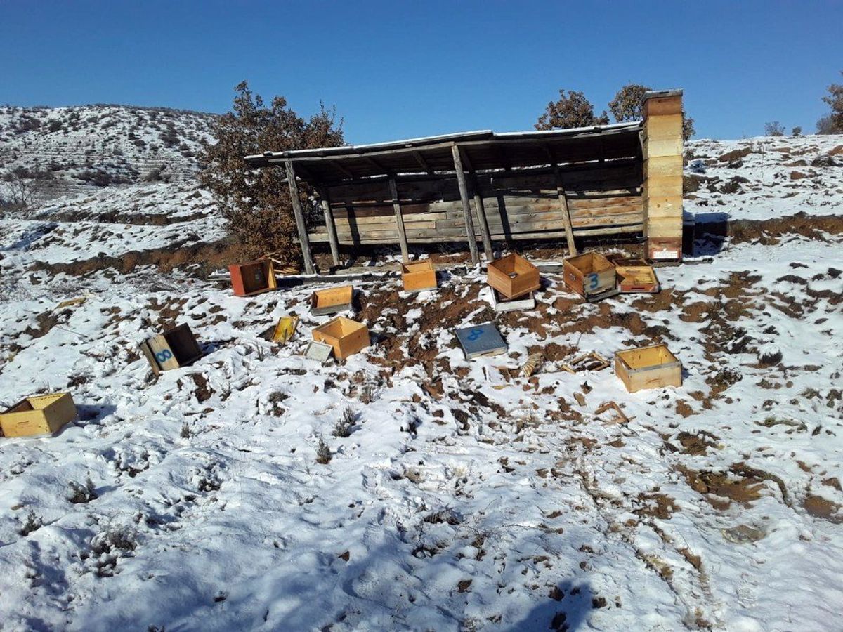 Aç kalan ayılar arı kovanlarına saldırdı