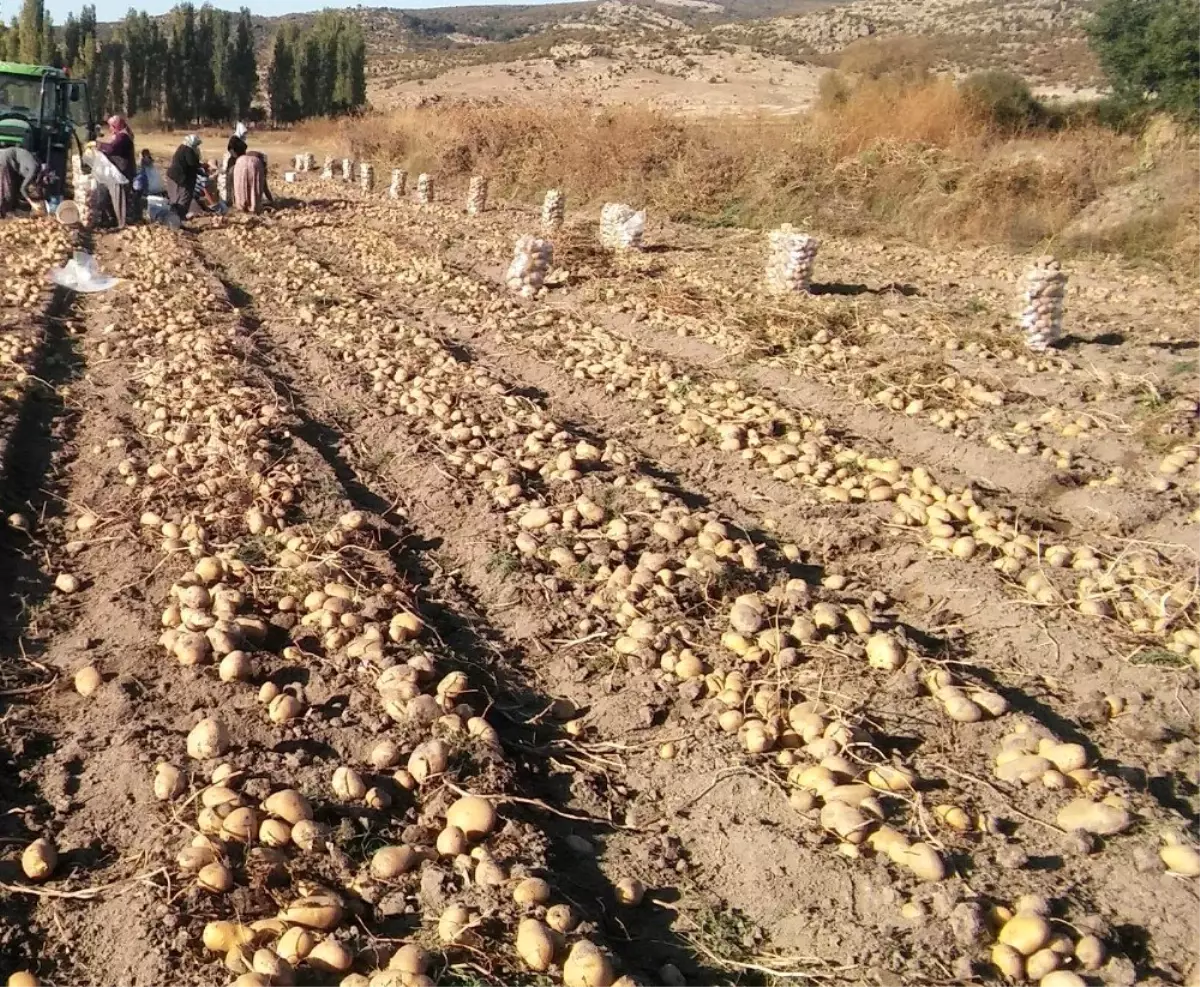 1 dönüm araziden 10 ton patates elde ettiler