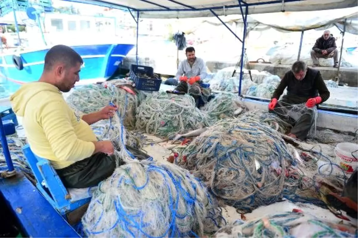 Balon balıkları Kızıldeniz\'e kaçtı