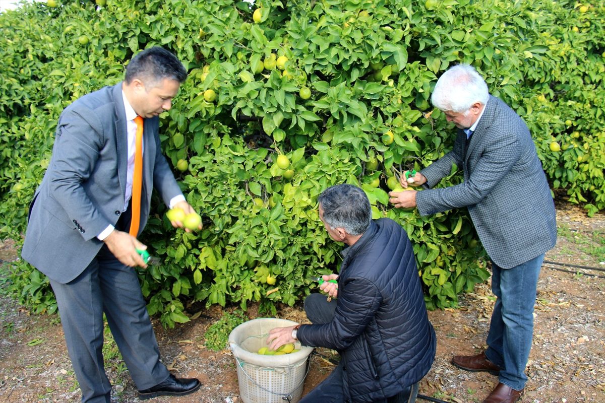 Mersin\'de limonun fiyatı üreticiyi sevindirdi