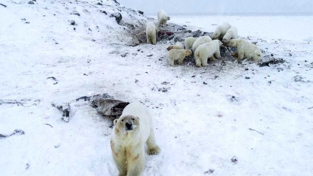 Rusya\'da 50\'den fazla kutup ayısı köye yaklaştı, okullara koruma verildi