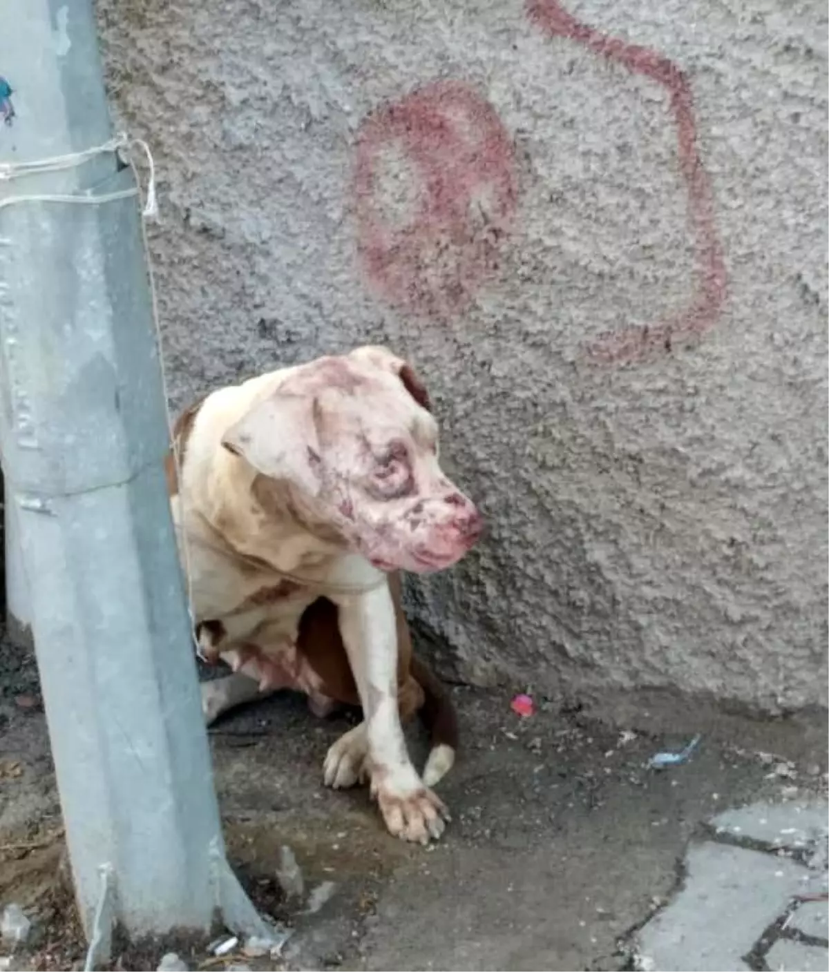 Sokağa atılan pitbull korku saldı