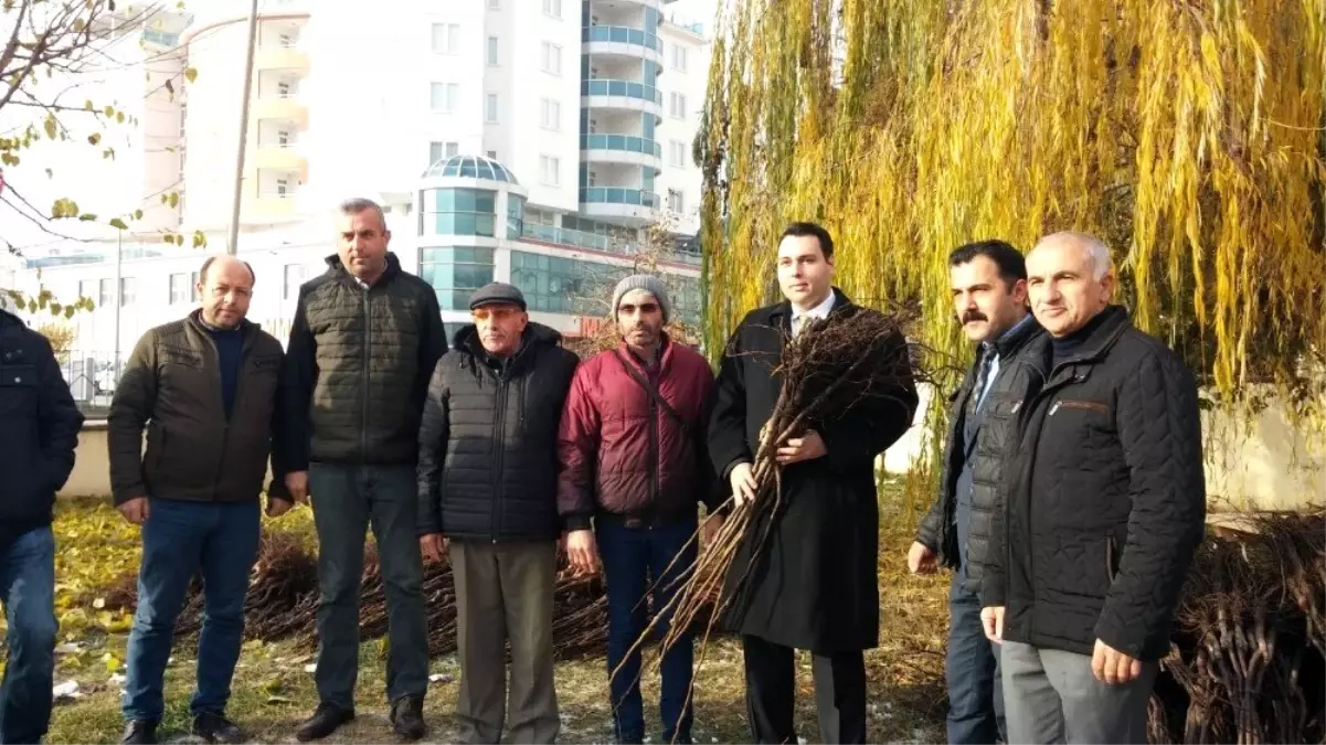 Bozüyük çiftçisine ceviz fidanı dağıtımı yapıldı