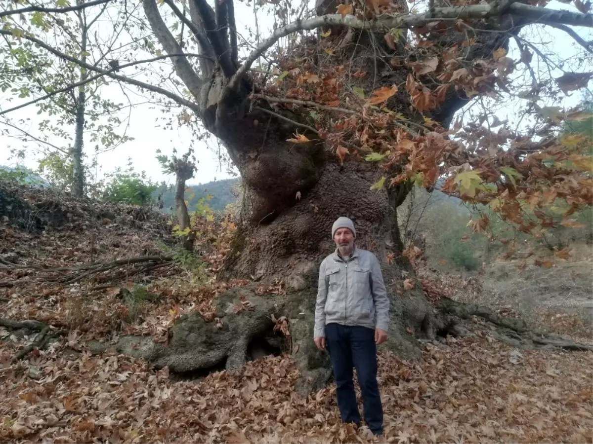 Bu ağacı görenler şaşırıyor