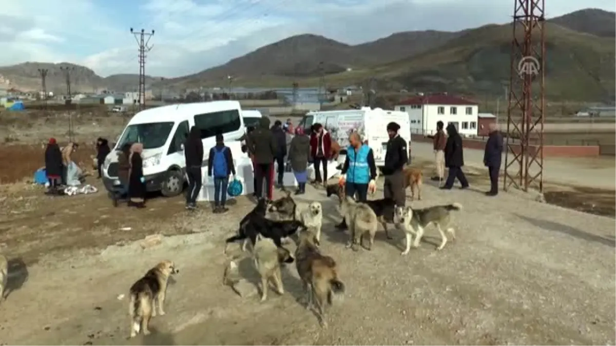 Gönüllülerden sokak hayvanlarını "ısıtan" etkinlik