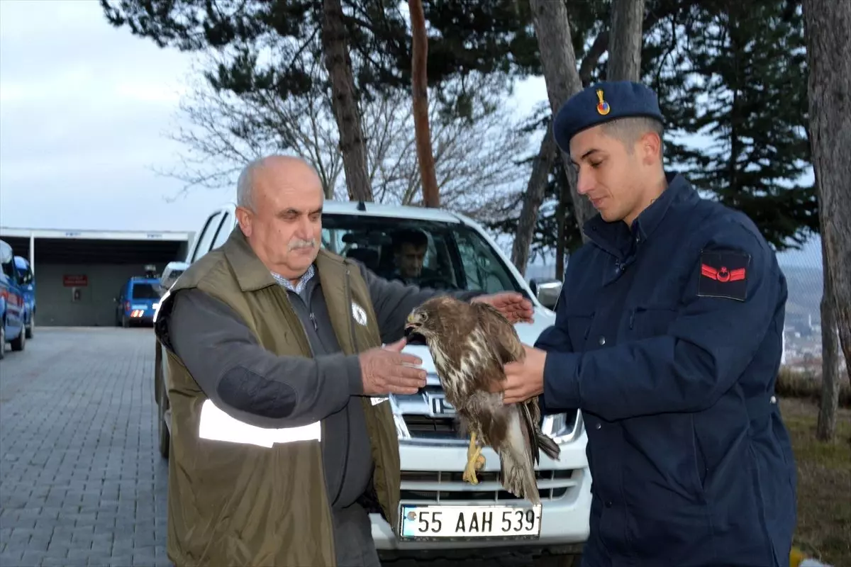 Havza\'da jandarma yaralı şahine sahip çıktı