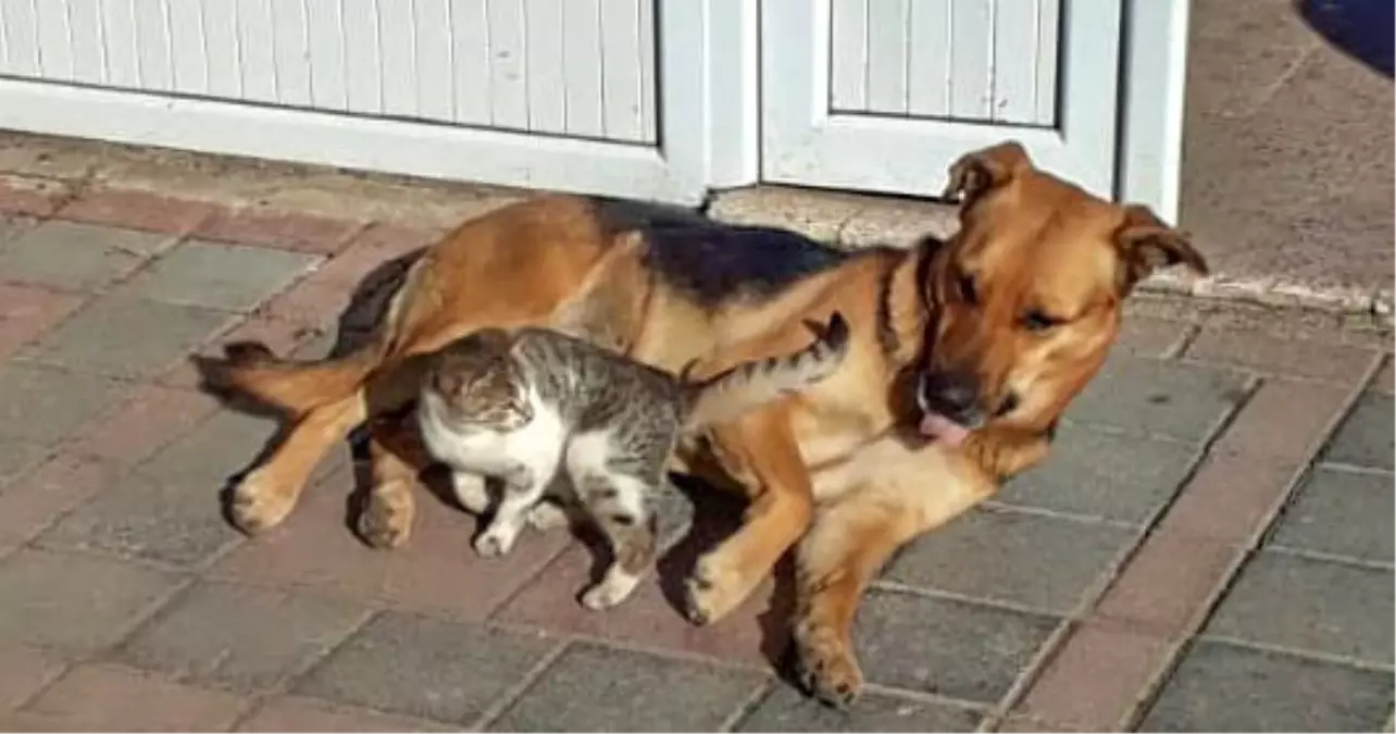 Kedi ve köpeğin dostluğu görenleri şaşırtıyor