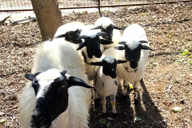koyunlar besiz dogurdu sahibinin yuzunu guldurdu son dakika koyunlar besiz dogurdu sahibinin yuzunu guldurdu son dakika