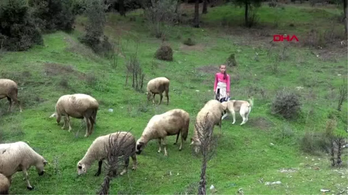 Muğla 10 yaşındaki melike, çobanlık yaparken ders çalışıyor