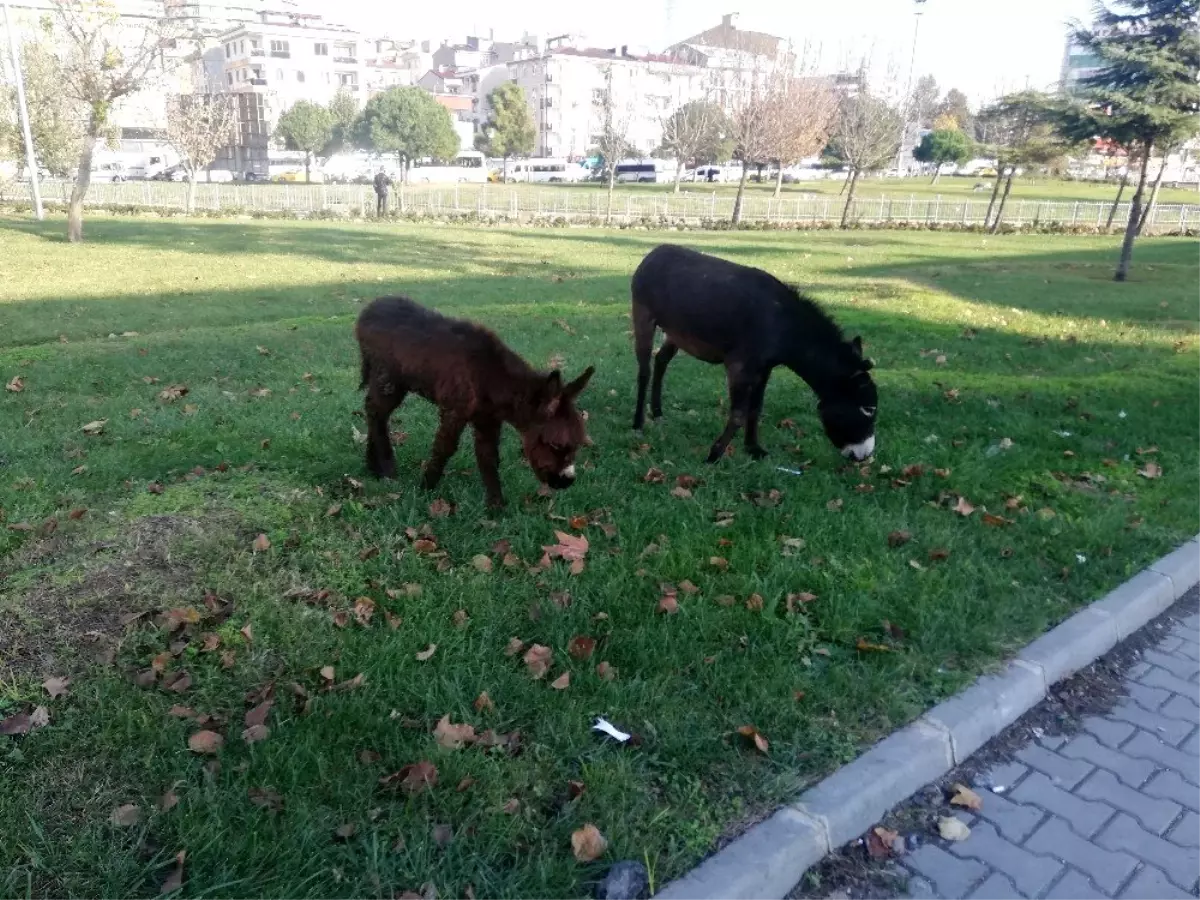 (Özel) İstanbul\'un en kalabalık ilçesinde vatandaşların eşek ve sıpa şaşkınlığı