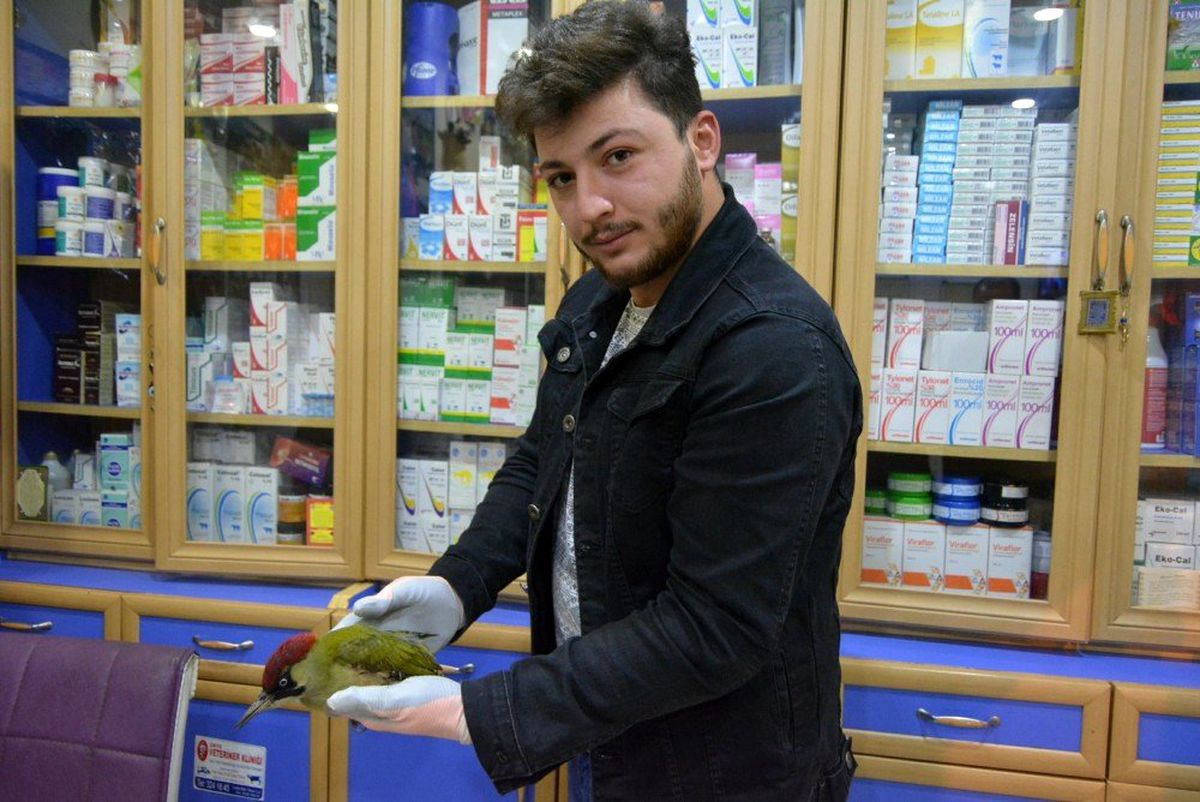 Yaralı halde bulunan yeşil ağaçkakan koruma altına alındı