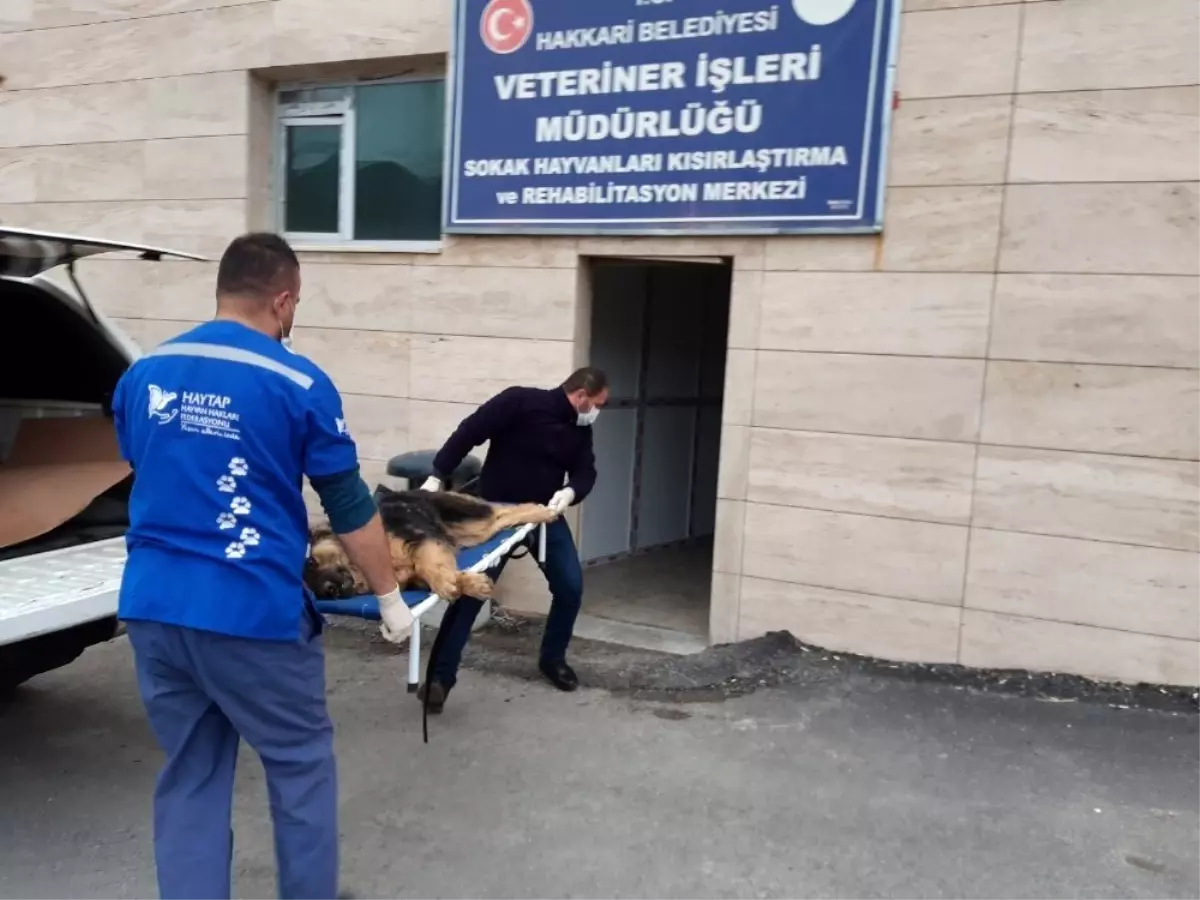 Yaralı kurt cinsi köpek sedye ile taşındı