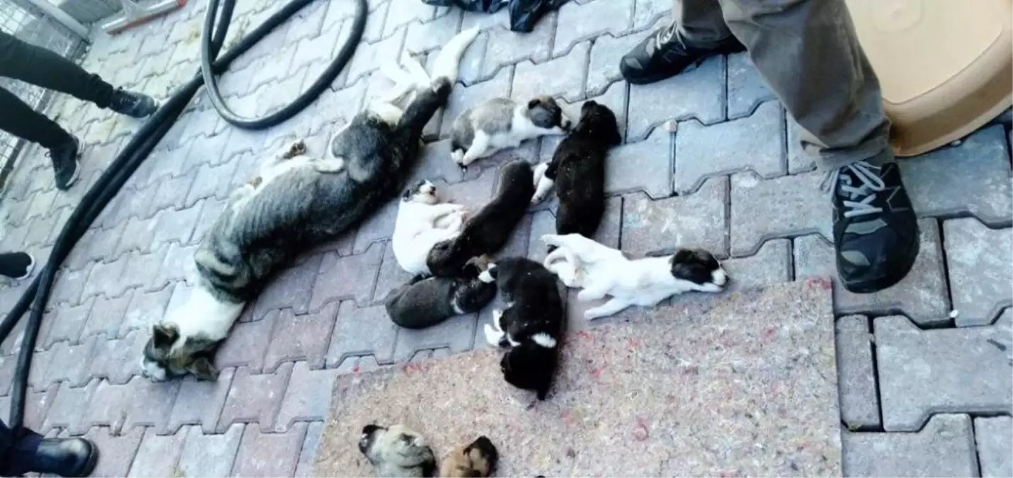 Barınakta 20 köpek ölüsü bulan hayvanseverler şoke oldu