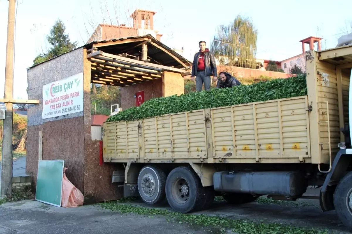 Çayda beklenmeyen sürgün üreticiyi güldürdü