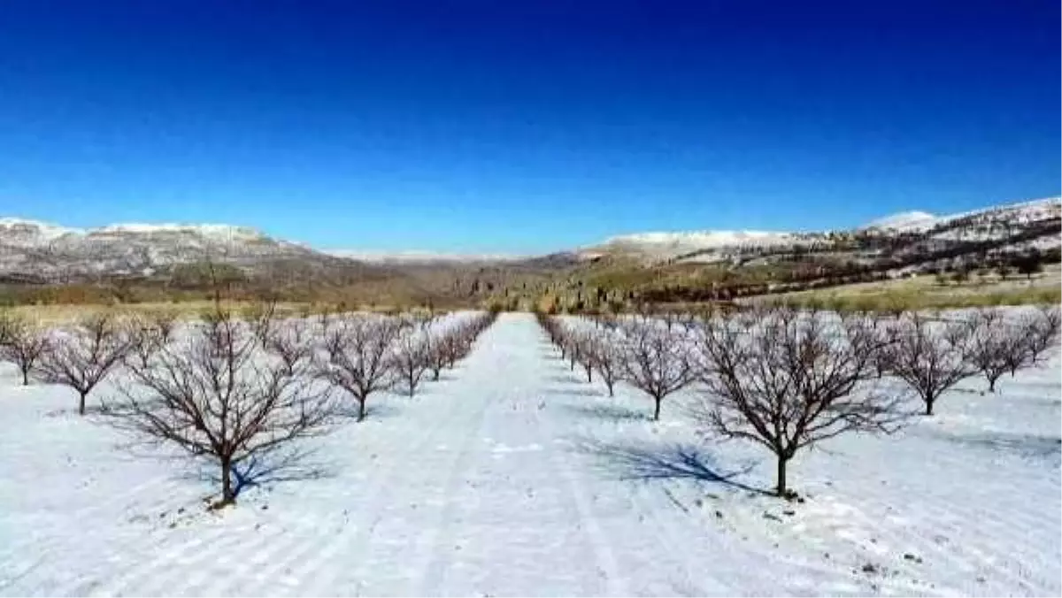 Fotoğraf tutkunları beyaza bürünen kayısı bahçelerine akın etti