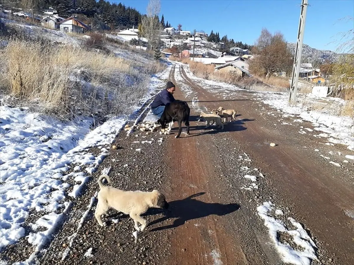 Yalıhüyük Belediyesinden köpeklere yiyecek yardımı
