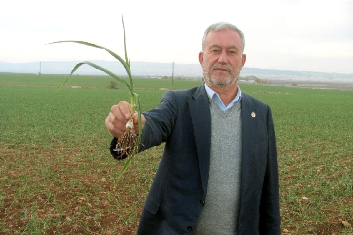 2020 yılının ilk sarımsağından 65 ton rekolte bekleniyor