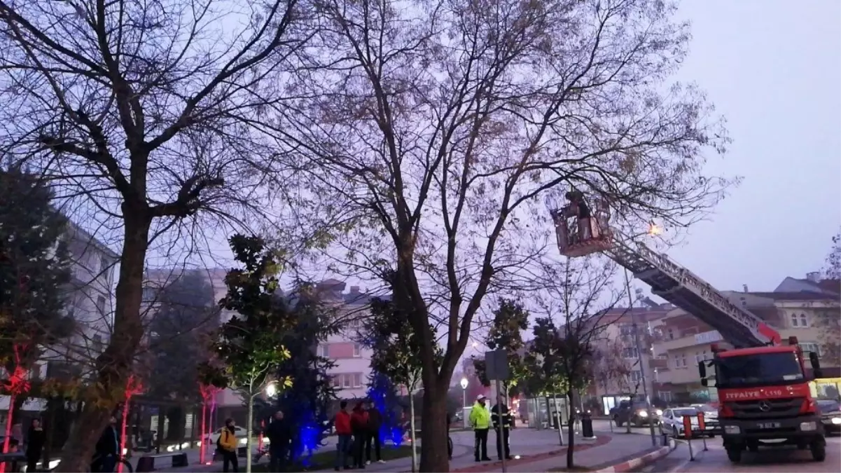 Ağaçta mahsur kalan yavru kedi için itfaiye ve polis seferber oldu