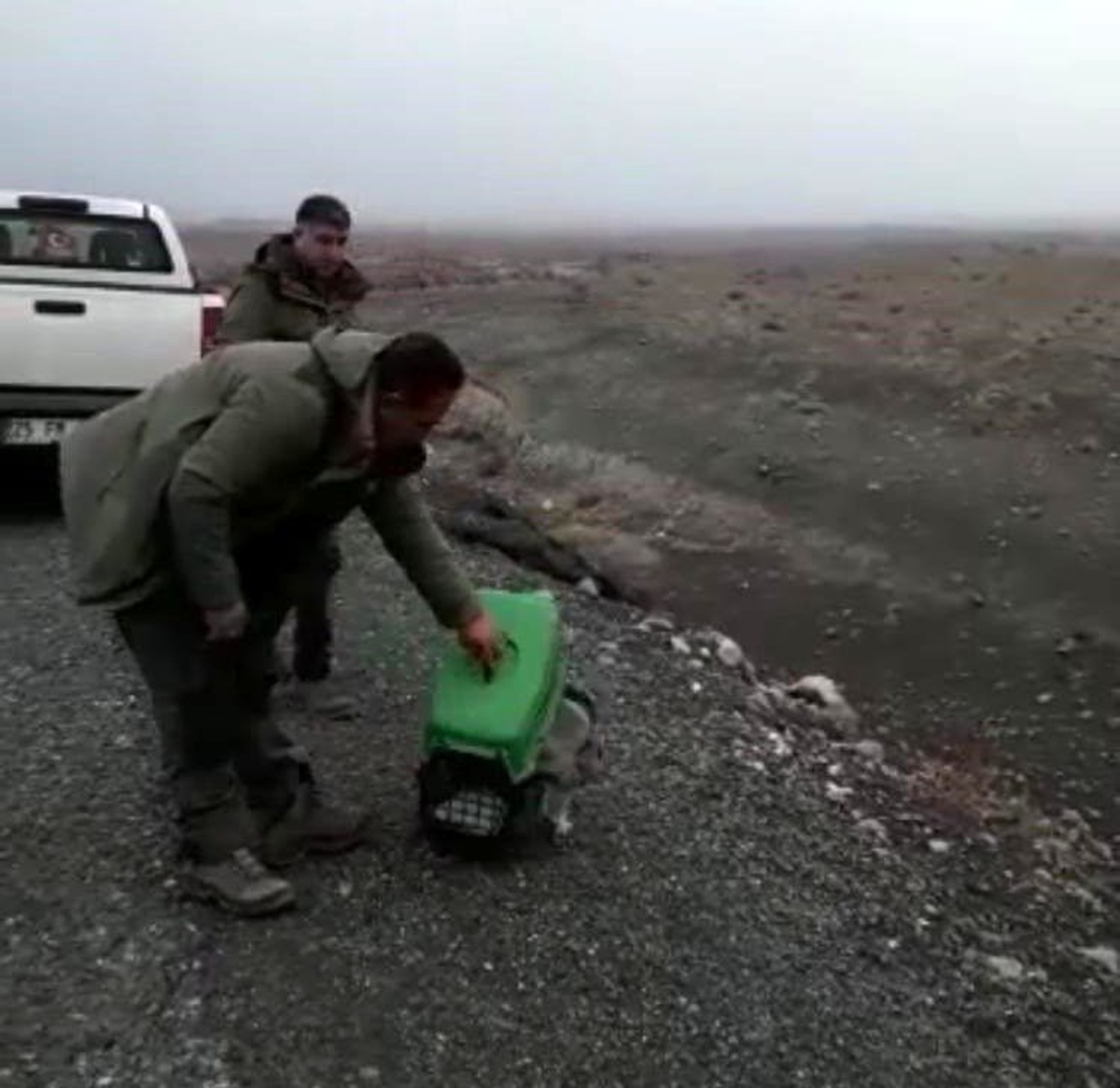 Baykuş yırtıcısı doğaya salındı