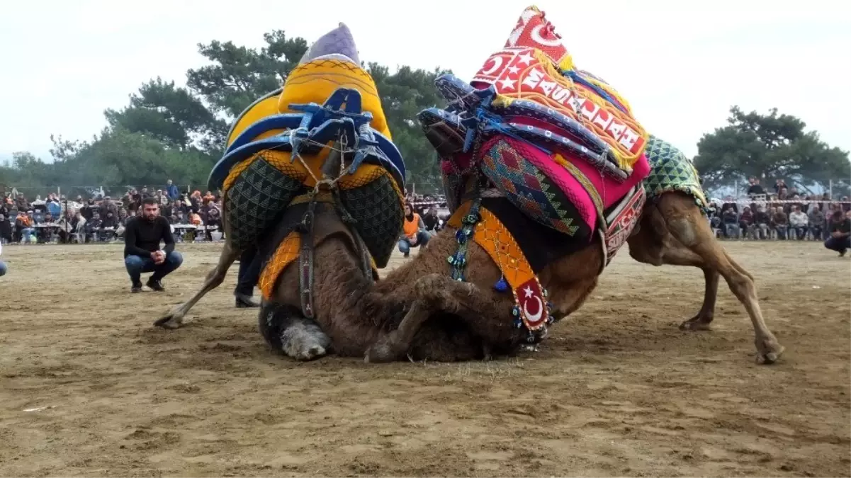 Burhaniye\'de güreş tutkunu amatör fotoğrafçı ilgi odağı oldu