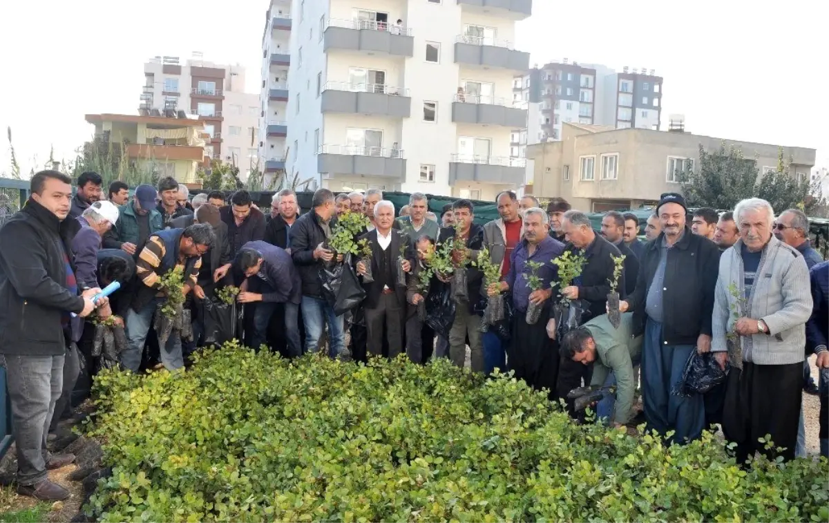 Erdemli\'de çiftçilere ücretsiz harnup fidanı dağıtıldı