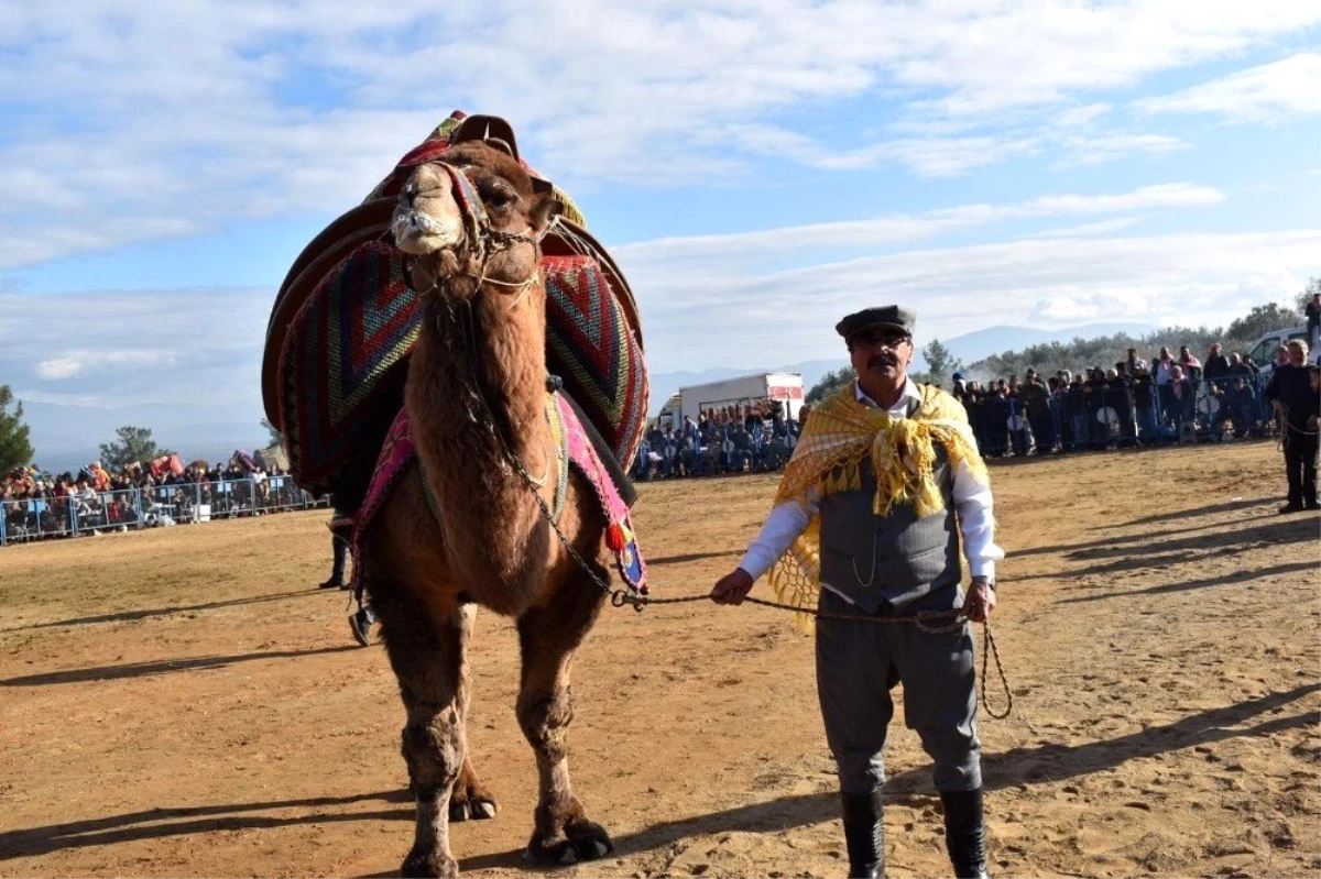 Karacasu\'da deve güreşi heyecanı yaşandı