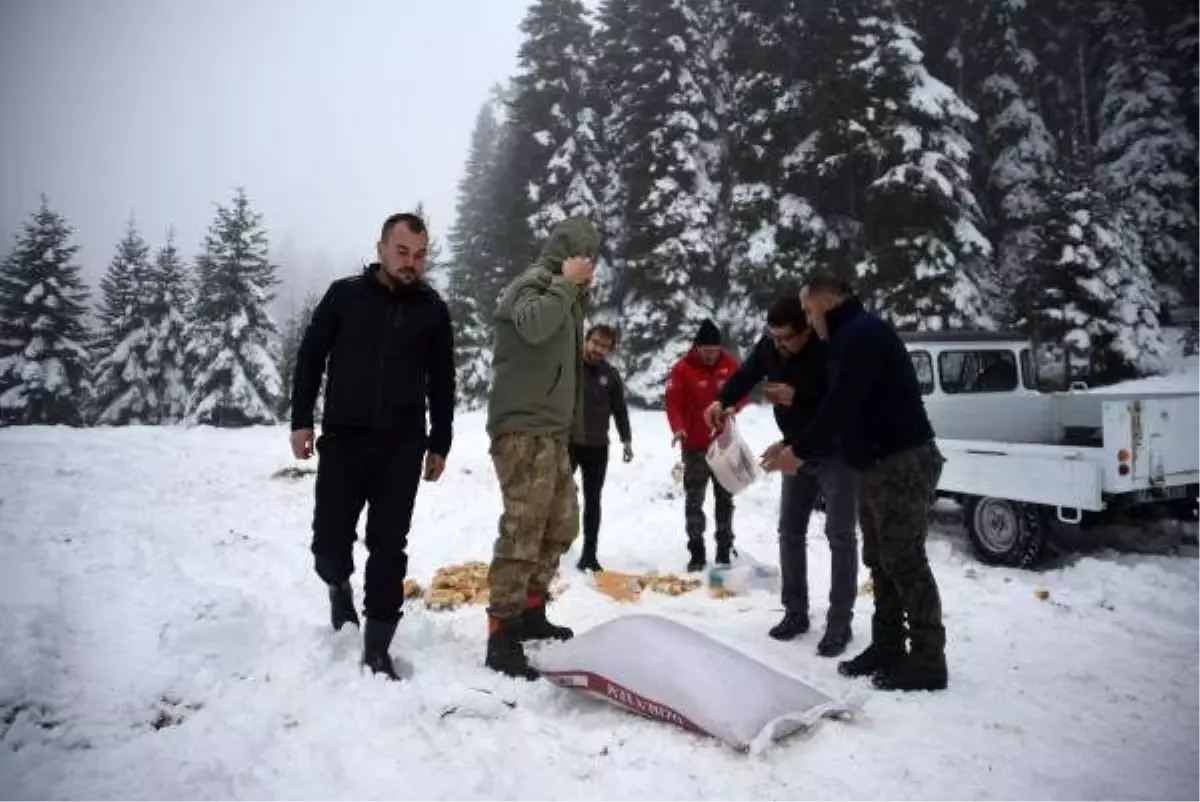 Karlı kaplı ormana hayvanlar için yem bıraktılar