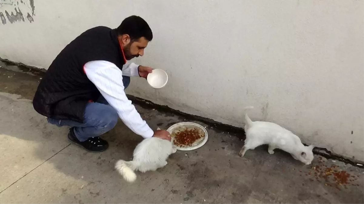 Masrafları çoğalan kedileri için hayvansever arıyor