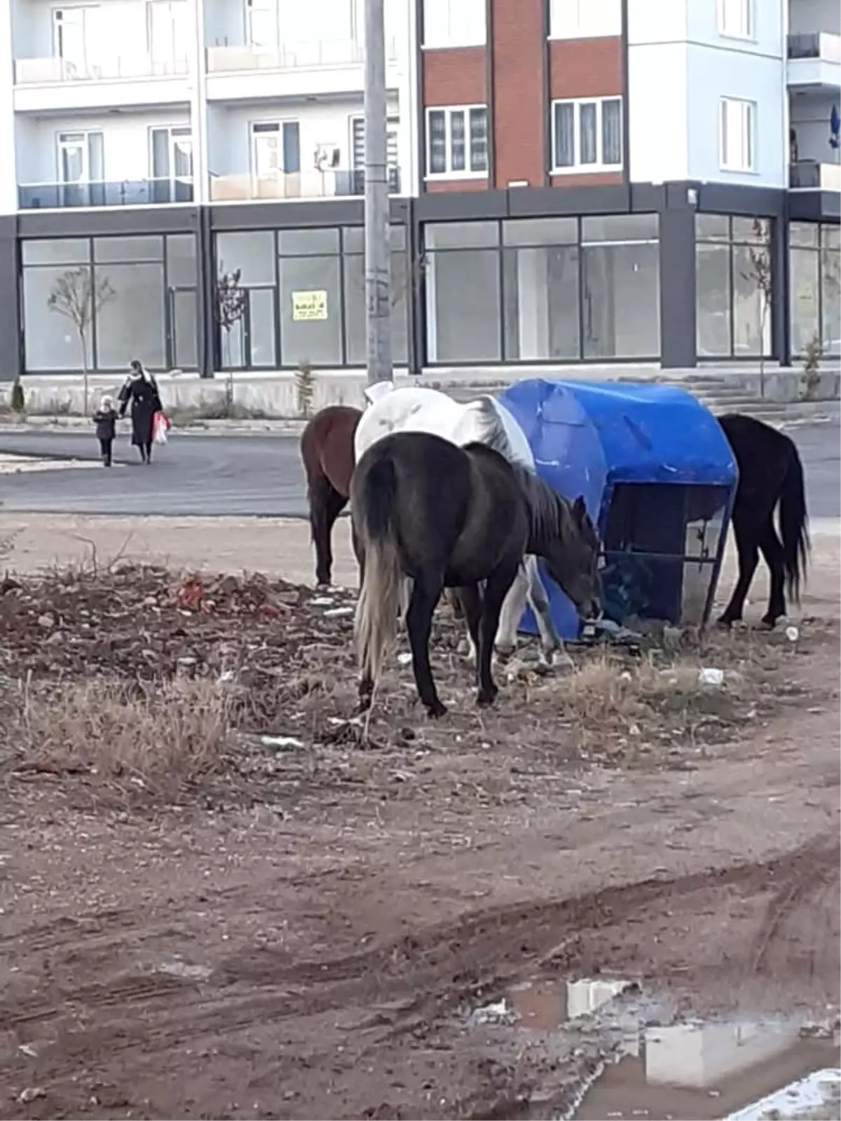 Sahipsiz kalan aç atlar kent merkezine indi