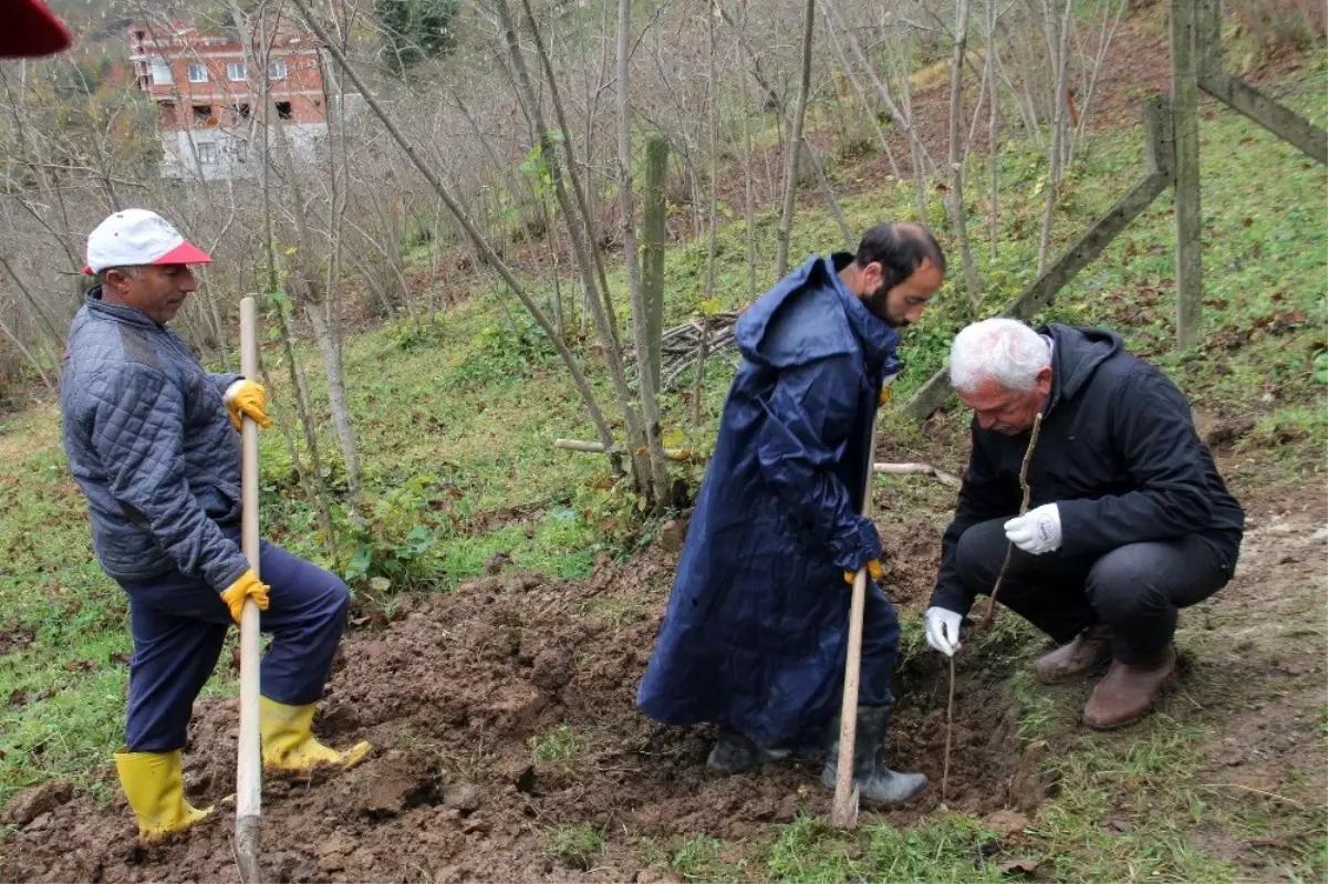 Trabzon\'da 7 bin fındık fidanı tek gövdeli dikildi