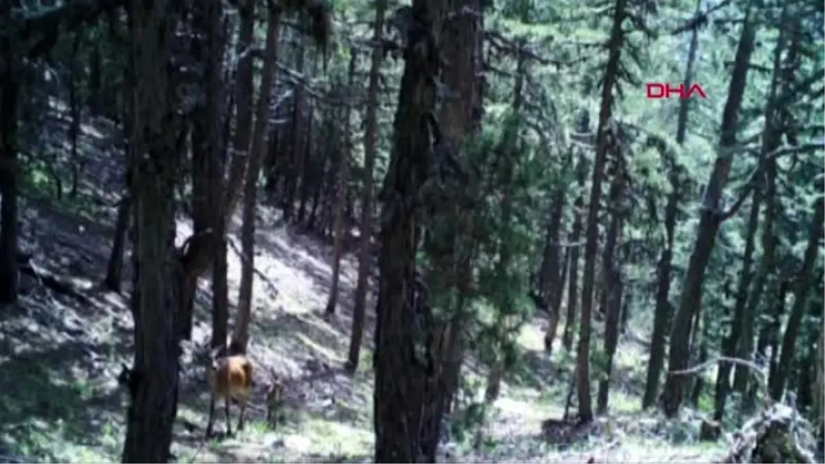 Afyonkarahisar\'da yaban hayatı fotokapana yansıdı